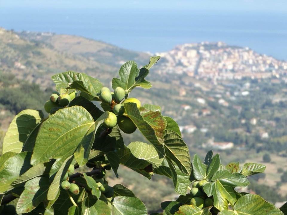 Casale San Martino Bed & Breakfast Laureana Cilento Exterior foto